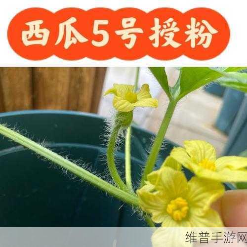 718黑瓜吃料：1. 黑瓜吃料的营养价值与健康益处