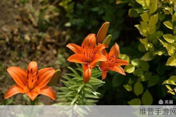 百合游戏：1. 《百合花开的秘密：恋与成长的旅程