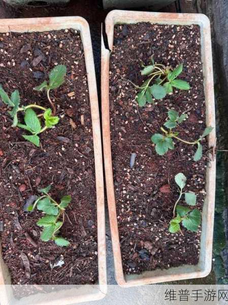 成都香蕉草莓科技有限公司：好的，以下是关于成都香蕉草莓科技有限公司的几个标题建议：
