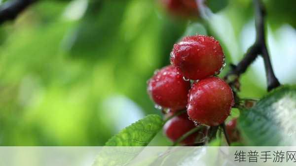 樱桃视频ss：1. 樱桃视频：探索你未曾见过的精彩世界