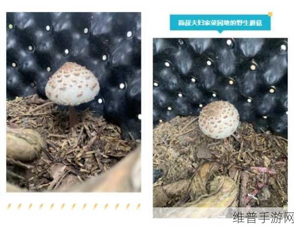 黑料网蘑菇视频：1. ＂黑料网揭秘：蘑菇视频背后的神秘故事