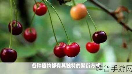 樱桃视频免费:当然可以!以下是一些基于“樱桃视频”的扩展标题建议: