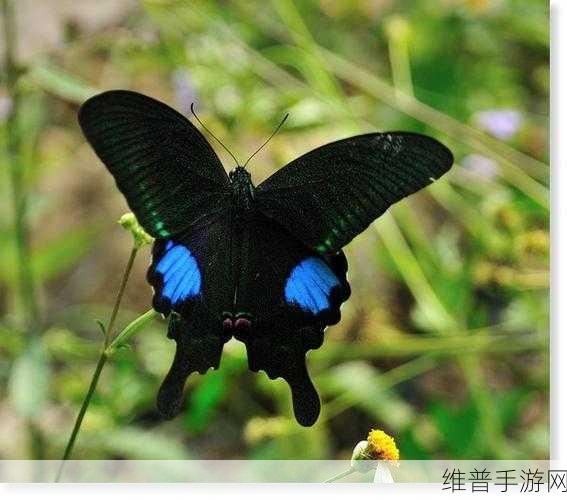 蝴蝶传谋3.423版本：蝴蝶传谋3.423版本：重返古境探秘新篇章