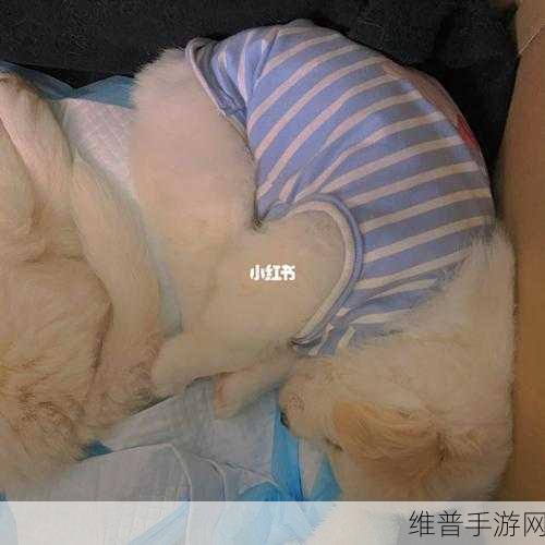 睡姿我最美，解锁休闲益智新乐趣的游戏攻略