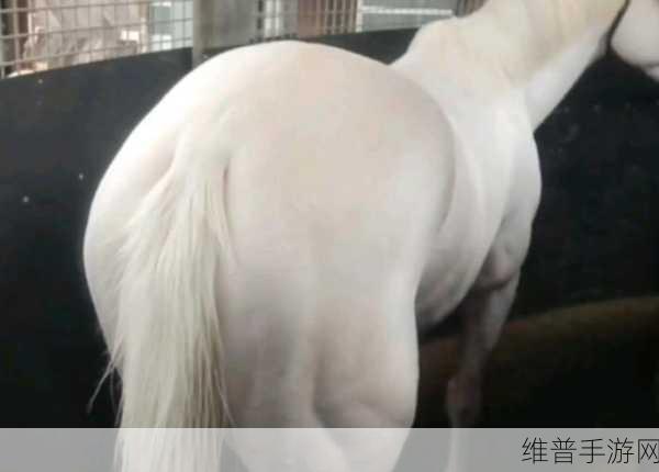 www大白屁股a：1. 探索大白屁股的魅力与奇趣