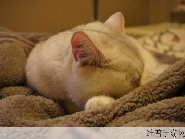 不置打扑克不该盖被子：1. 不打扑克也能享受温暖的被窝时光