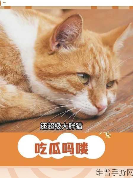 51吃瓜今日吃瓜必吃胖猫吃瓜中心