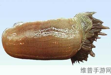 香蕉海葵鲍鱼绿巨人茄子:1. 《探秘香蕉海葵:深海中的奇特生物