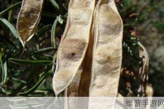 麻豆精产国品一二三产区区:1. 探索麻豆精产国品的独特优势与区域特色
