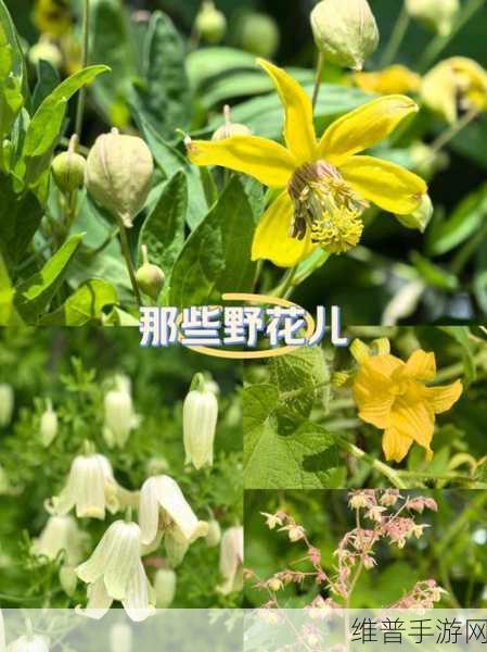 野花论坛视频：1. 野花论坛：探索自然之美与生态知识