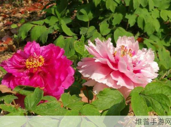 亚洲一卡二卡三卡春色：1. 春色满园：亚洲一卡二卡三卡的奇妙旅程