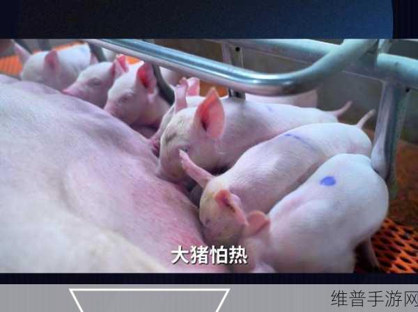 ZoomkooL牧场猪的日常生活：1. ＂探索ZoomkooL牧场：猪的幸福日常与饲养秘密