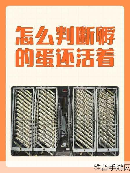 孵道解析：1. 孵道解析：深度剖析创业创新的核心要素