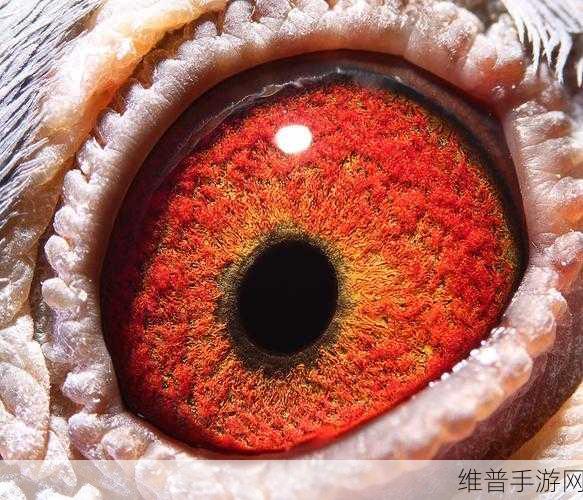 天南铜都小棚赛鸽中心秋棚：1. 天南铜都小棚赛鸽中心秋季赛事全面启动