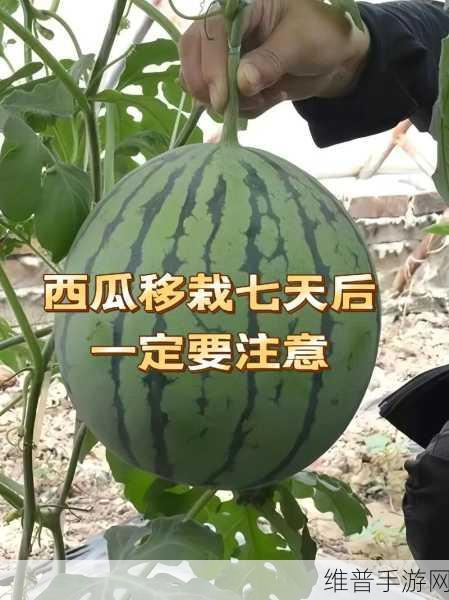 往期回顾 必吃大瓜：1. 解密往期回顾：必吃大瓜的背后故事