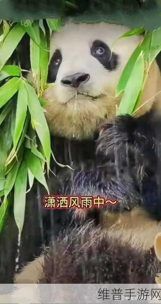 大熊猫捡到游客的伞还给撑开了：1. 大熊猫“捡伞”趣事：意外的友好互动