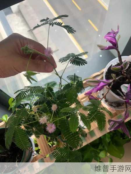 含羞草实验究究所隐藏路线:1. 含羞草实验的隐秘路径与科学探索