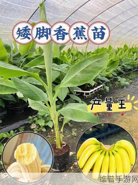香蕉网视频:1. "探索香蕉网:视频背后的创意与灵感