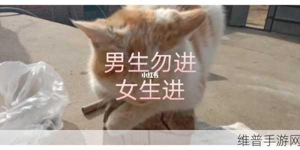 男生和女生在一起努力生猴子：1. 爱情的结晶：男生女生共同努力迎接新生命