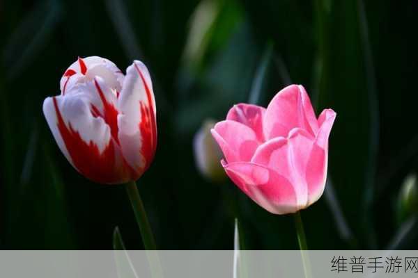 芦苇地里母亲说经典场景:1. 《在芦苇荡中追寻母亲的足迹