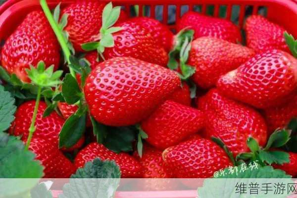 草莓app无码在线：1. 草莓App：畅享无限精彩的在线福利视频