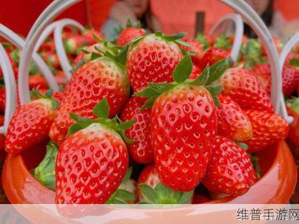 草莓aa下载:1. 探索草莓aa:下载背后的精彩世界