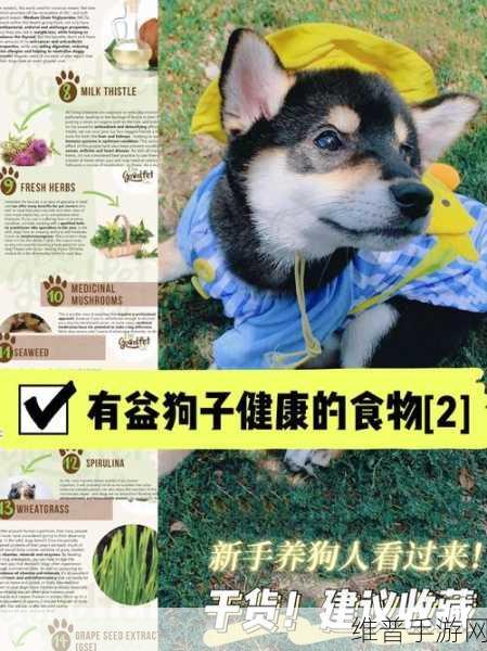 人狗胶配方大全免费天气预报:1. 人狗胶配方大全:养狗必备的健康指南
