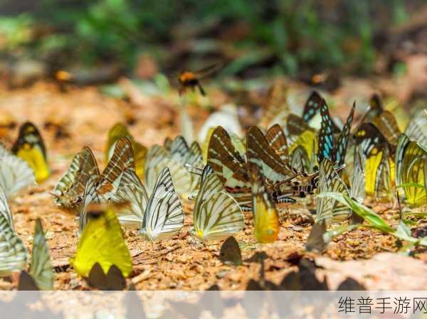 蝴蝶传媒HB免费：1. 解密蝴蝶传媒HB的成功之道，探索无限可能