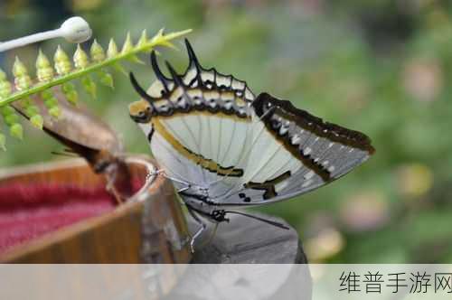 蝴蝶传媒HB免费:1. 解密蝴蝶传媒HB的成功之道,探索无限可能