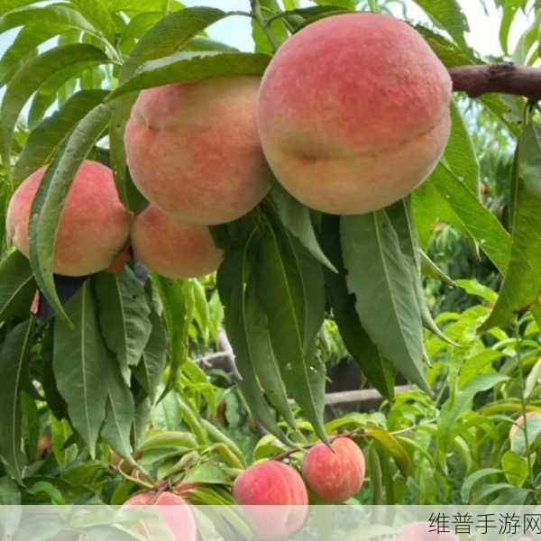 久久水密桃:1. 水蜜桃的甜美传奇:自然与科技的完美结合