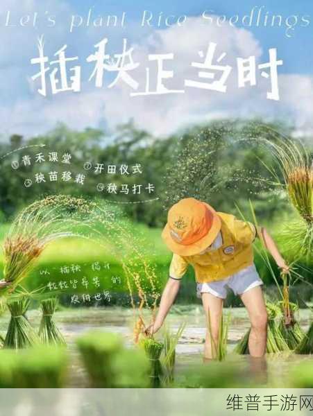 夫妻之间三十中插秧方法:1. 夫妻协作:三十种插秧方法的实践与探讨