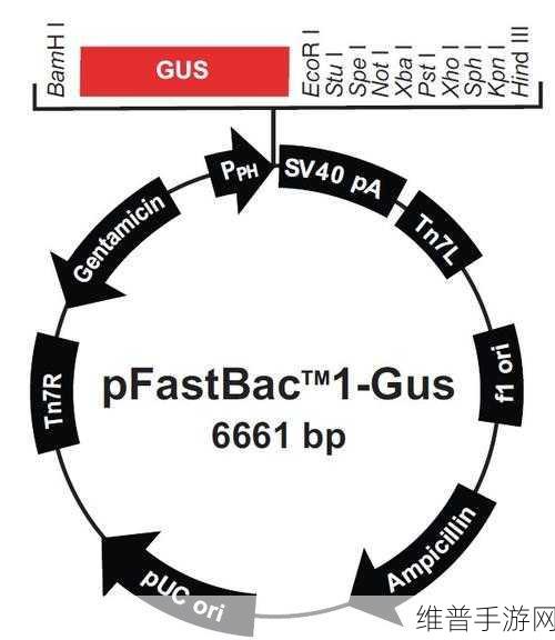 GusActivatorPRO：当然可以！以下是一些关于GusActivatorPRO的扩展标题建议：