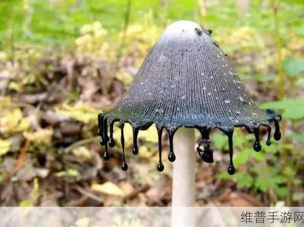 17c独家爆料黑料蘑菇：1. “17c独家揭露蘑菇背后的黑暗秘密！”