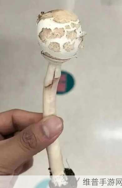 17c独家爆料黑料蘑菇:1. “17c独家揭露蘑菇背后的黑暗秘密!”