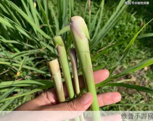 创造与魔法，香茅与柠檬的神秘获取指南