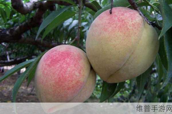 91精产国品一二三蜜桃:1. 91精产国品:一二三蜜桃的甜美传奇