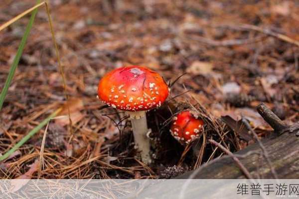 蘑菇黑料视频：1. ＂深入探讨蘑菇黑料背后的真相与影响