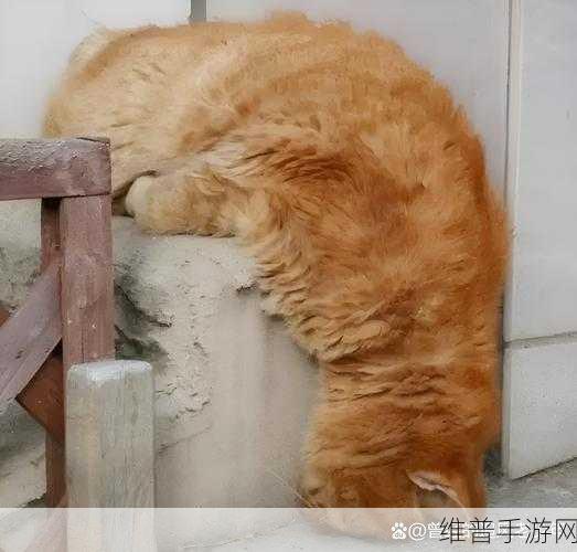 探秘无敌小喵星，挑战无限的沙盒冒险之旅