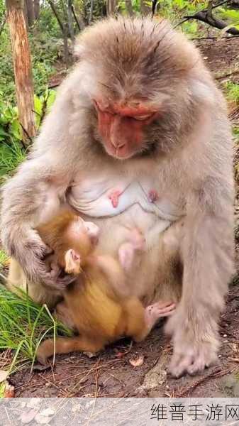 男生与女生一起生猴子的游戏3.6：当然可以！以下是一些根据“男生与女生一起生猴子的游戏3.6”拓展出的新