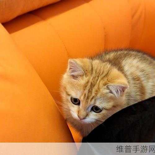 tom汤姆叔叔最新地域：1. “汤姆叔叔：全球餐饮新体验，尽在你身边”