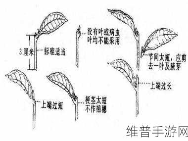 扦插BB和扦插BB的区别：1. 扦插BB与扦插法的深入解析