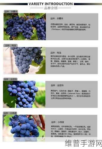 97精产国品产区区别：1. 97精产国品：探索不同地区的特色与优势