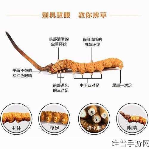 99精产三产区区别：1. 不同产区的99精产品特征与市场分析