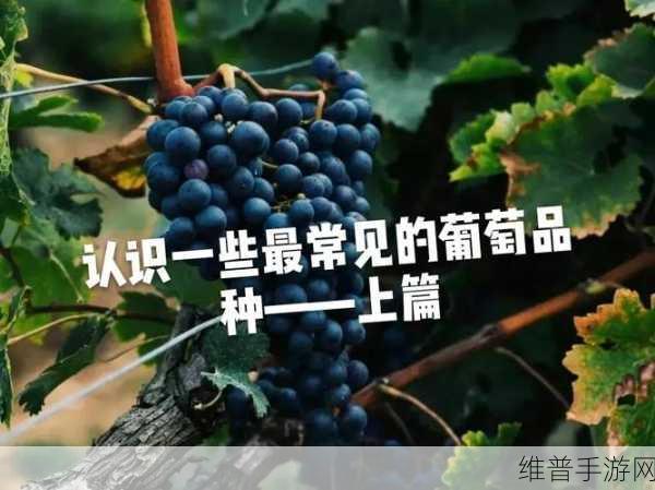 精产国品一二三产区入口中文字幕：1. 精产国品一二三产区的独特魅力解析