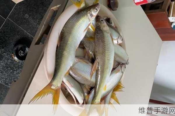尾鱼:1. 尾鱼的奇幻旅程:探索深海秘境