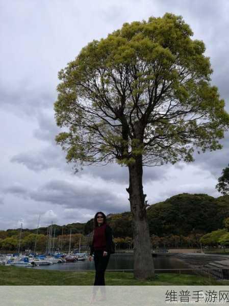 日木一线和三线的区别白度:日木一线与三线的白度差异分析及其影响探讨