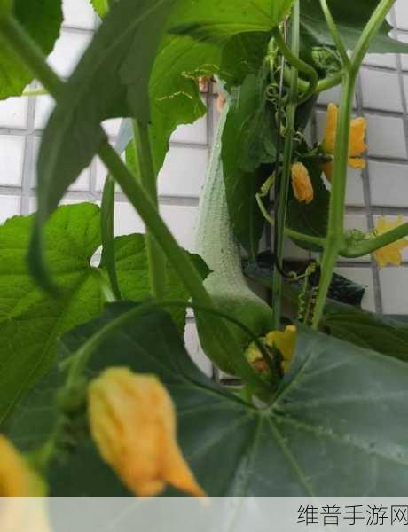 丝瓜草莓芭乐秋葵蕾丝榴莲:1. 丝瓜与草莓的奇妙结合,打造健康美食新体验