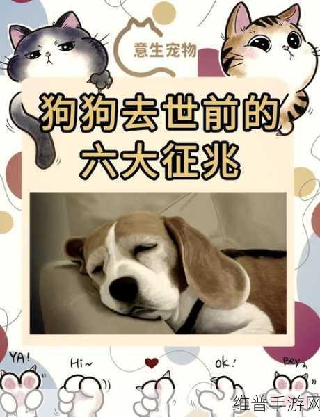 第一次给了狗:当然可以,以下是一些关于狗的扩展标题建议: