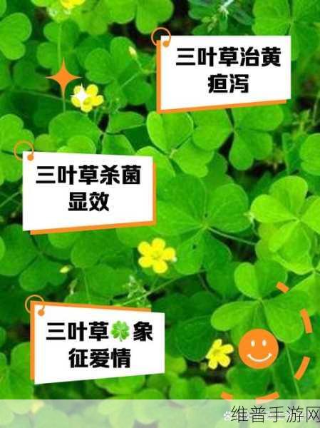 三叶草亚洲码网站：1. 三叶草亚洲码：探索在线博彩的新天地