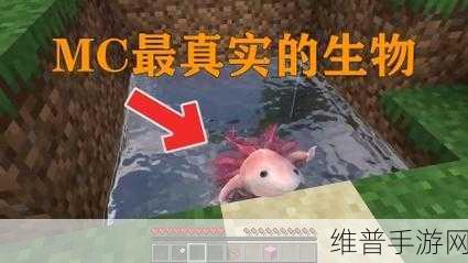 我的世界，美西螈的秘密与驯服指南